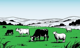 牛绵羊草原牧场