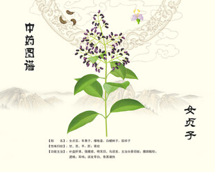 女贞子中药女贞子
