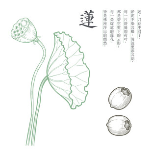 手绘荷花莲蓬线稿图