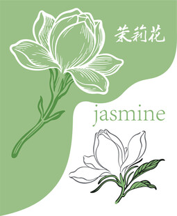 茉莉花手绘素材