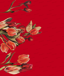 红色背景上的绚烂郁金香