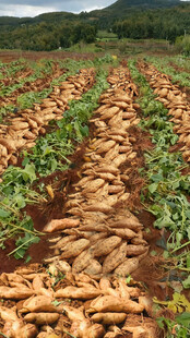 雪莲果丰收直播背景图