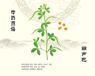 葫芦巴中药葫芦巴植物图示