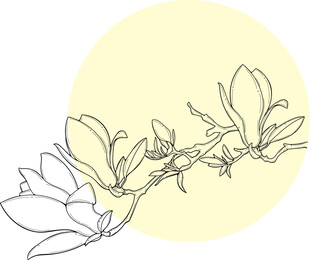 玉兰花枝线条画 矢量图