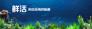 水下鲜活景象 探索新视界