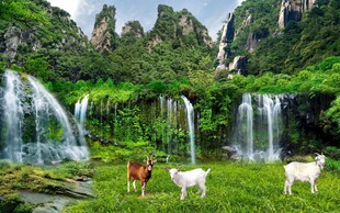 山水间的牛羊与瀑布美景