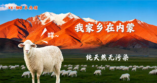 内蒙古草原上的羊