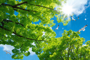 蓝天白云森林仰望天空