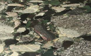 新传 新品高档纹理 高清大图 