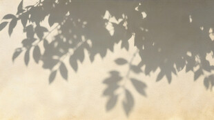 光影交织的白墙叶影