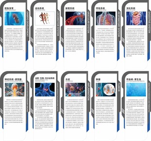 人体九大系统展板