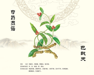 巴戟天中药巴戟天