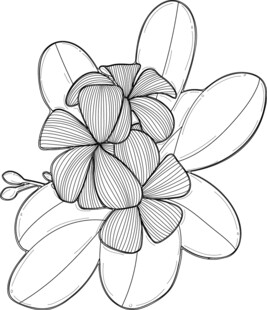 手绘简约花朵线条插画 矢量图