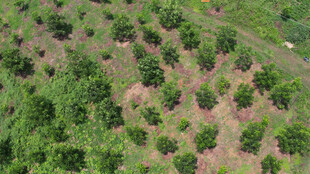 俯瞰绿意盎然的树林