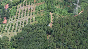 航拍山林果园景观