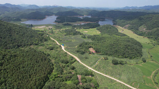 俯瞰翠绿山林与蜿蜒小路