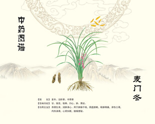 麦门冬中药材麦冬