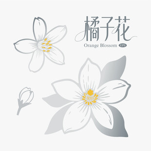 橘子花插画图案设计