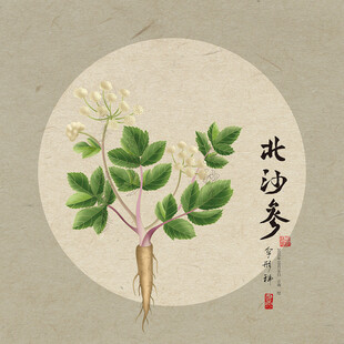 北沙参插画图