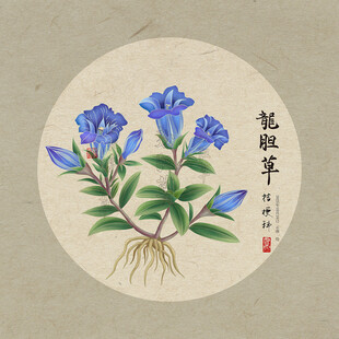 手绘龙胆草