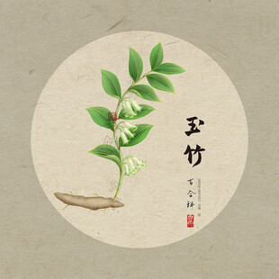 手绘玉竹植物