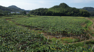 田园风光中的大片绿色农田