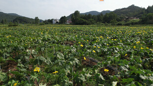 夏日向日葵田风景
