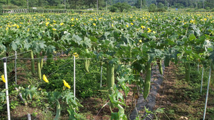 向日葵种植农田景象