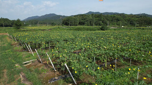田园风光中的繁茂葡萄田丝瓜络
