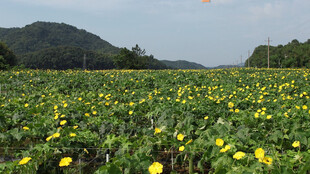 金黄花海田园诗意风光