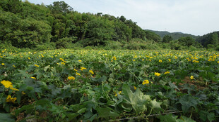 丝瓜络花海风景