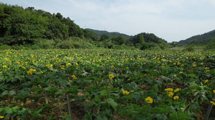 向日葵花海山间灿烂景致