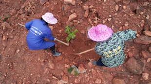 两人田园中专注植树