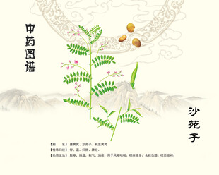 沙苑子中药材展示图