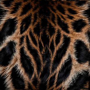 豹纹纹理图案