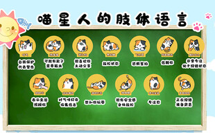猫咪肢体语言科普设计素材