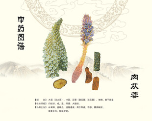 肉苁蓉中药肉苁蓉