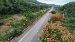 山间公路旁绚烂花丛景色