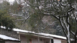 雪覆屋顶与树木的景致