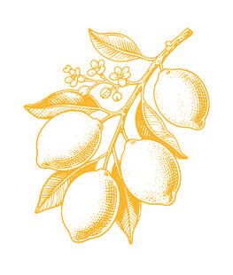 手绘柠檬枝插画