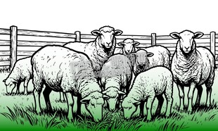 矢量羊群绵羊羊圈农场