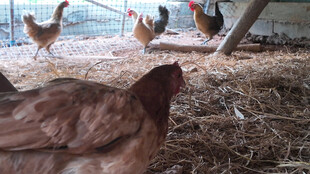 鸡群在稻草上活动场景