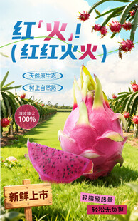火龙果海报