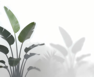 雾气磨砂膜效果绿植贴图