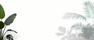 雾气磨砂膜效果绿植贴图