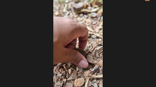 手指触摸谷物颗粒特写板栗