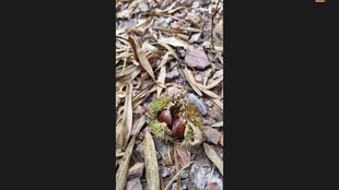 枯叶丛中的板栗