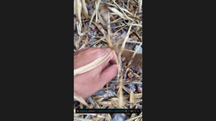 粉色鞋子置于杂乱植物中捡板栗