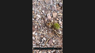 地面上的碎石与绿色植物