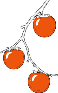 枝头挂着的新鲜西红柿 矢量图